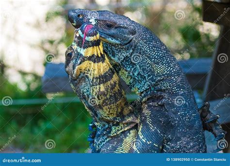 Two Lace Goannas Australian Monitor Lizards Fighting Ferociously Stock