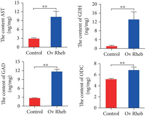 Rheb Overexpression Enhances Mtorc Signaling And Nf B Activation And