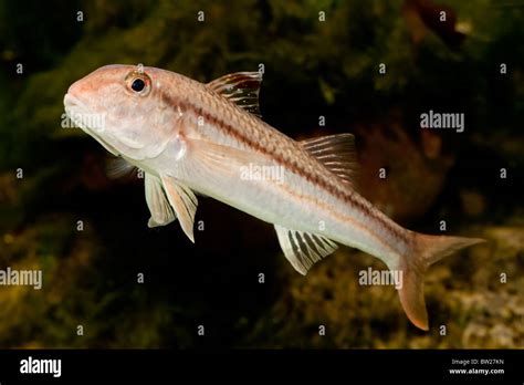 Striped Mullet Hi Res Stock Photography And Images Alamy