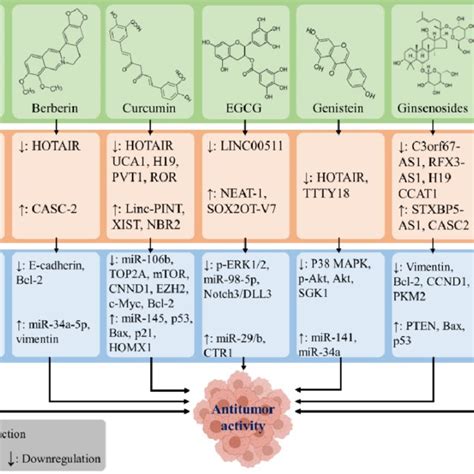 The Potential Anticancer Effect Of Phytochemicals Via Regulation Of The