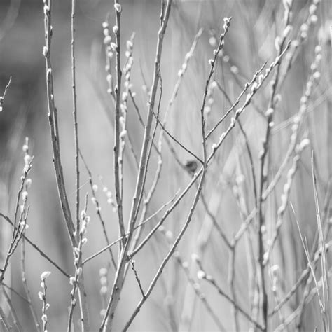 Black And White Pussy Willow Etsy
