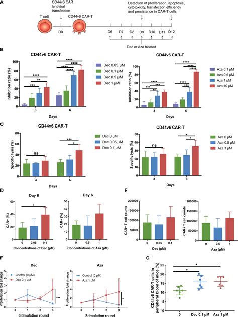 Frontiers Demethylating Therapy Increases Cytotoxicity Of Cd44v6 Car