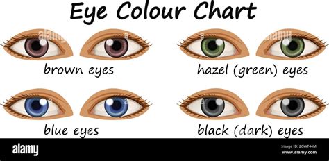 Shades Of Brown Eye Color Chart