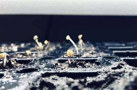 How Long Does it Take for Vegetable Seeds to Sprout? - JAYNE'S FARMSTEAD