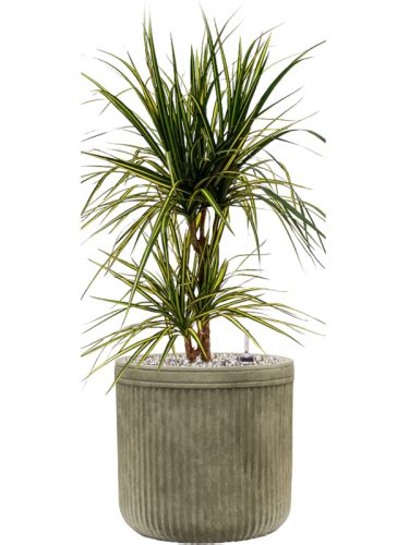 Dracaena Marginata Sunray Donica Baq Vertical Rib System