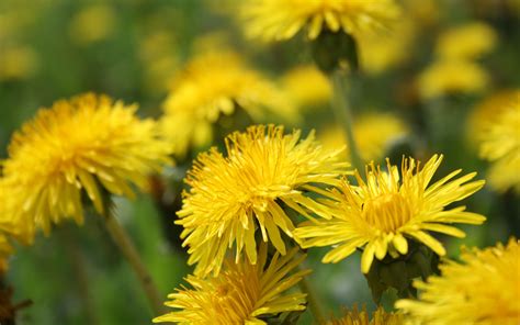 Yellow Dandelion wallpaper | 2560x1600 | #4968