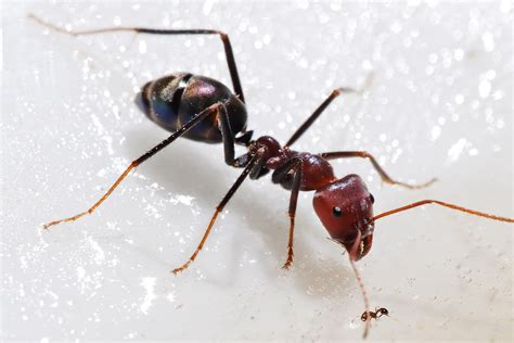 Size difference between two species of ant : r/Damnthatsinteresting