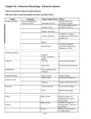 IP Chapter 16 Endocrine System 1 Docx Chapter 16 Interactive