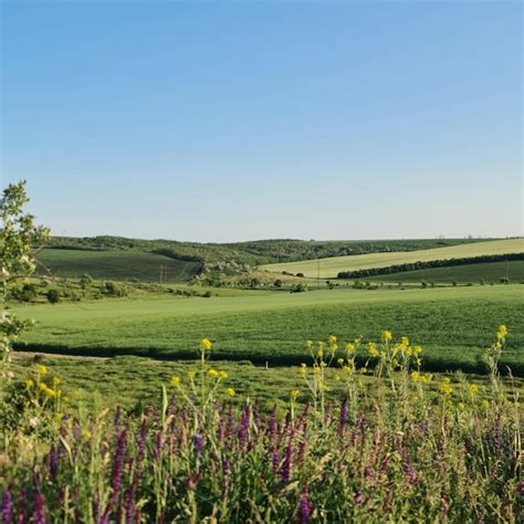 Premium Photo | A field of flowers and grass