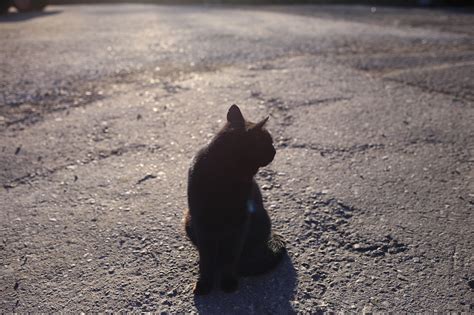 Солнце Кошка - Pixabay의 무료 사진 - Pixabay