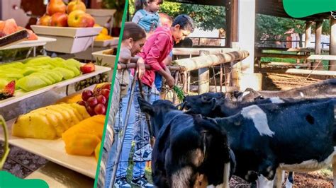 Best things to do in Centurion: Parks, markets & hidden gems - Briefly ...