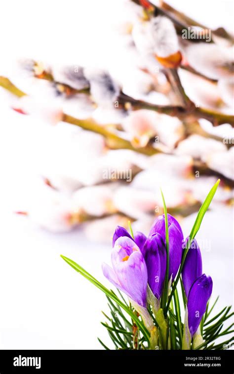 Crocus Closeup On Pussy Willow Background Spring Concept Stock Photo Alamy