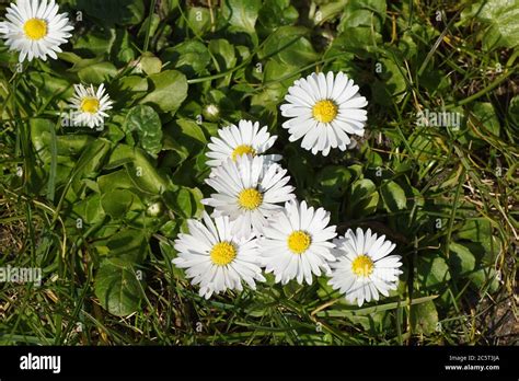 Common Daisy English Daisy Bellis Perennis Herbaceous Perennial With