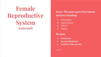 Sex Education Slide Presentation By Alexandra Demattia TPT