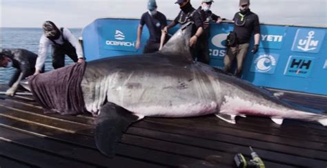 Biggest ever great white shark weighing TWO TONS found off the coast of