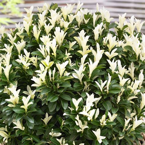 Euonymus 'Paloma Blanca' | Japanese Spindle – Gardeners Dream