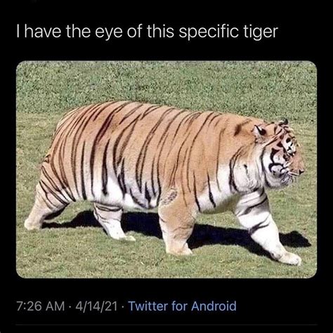 The Best Tiger Memes Memedroid