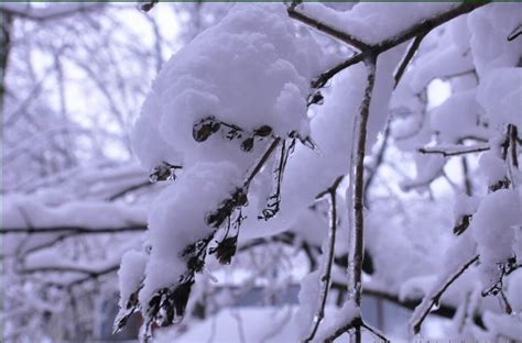 Ветви... (Наташа Собина) / Стихи.ру