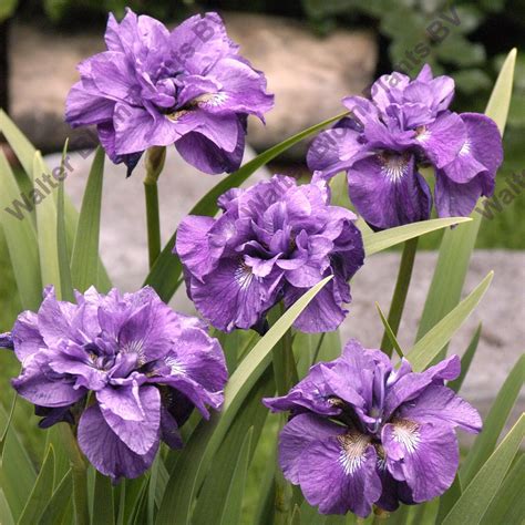 Ирис Сибирский Пинк Парфейт Фото – Telegraph