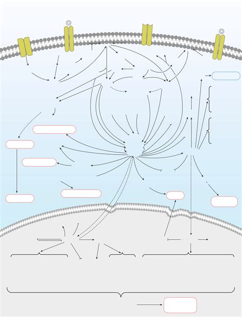 MAPK-ERK Signaling Pathway - Elabscience 