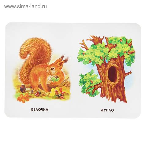 Дупло Белки Картинка - 61 фото