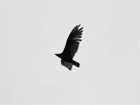 Crows In Flight Photos, Download The BEST Free Crows In Flight Stock