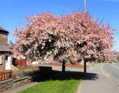 Blossom Covered Trees Huddersfield Road Habiloid Cc By Sa