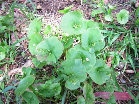 Winter Purslane World Crops Database