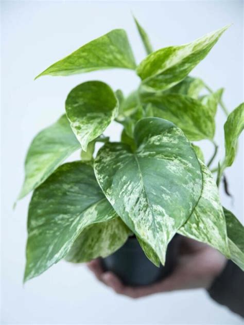 Epipremnum złociste ‘Marble Queen’ (łac. Scindapsus ‘Marble Queen ...