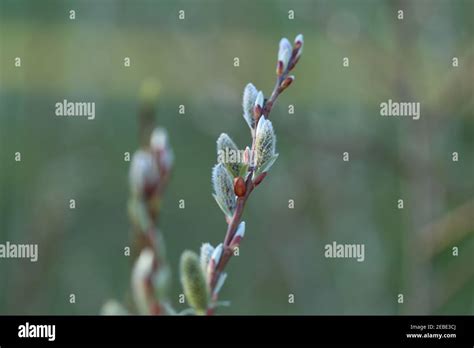 Pussy Willow Branch On A Green Blurred Spring Forest Background Willow Buds Spring Symbol