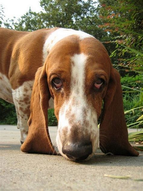 Bassett Hounds Basset Hound Basset Puppies Hound Dog Dogs And