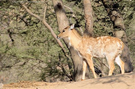 Nilgai Scientific Name Boselaphus Tragocamelus By Maneesh Sharma On