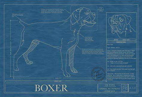 boxer animal blueprint company