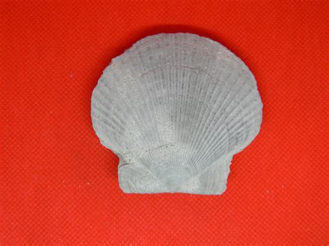 Fossil Specimen: Bivalvia | Jurassic James