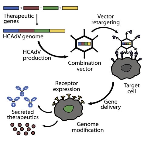 Masters in Gene Therapy and Vaccines – CollegeLearners.com