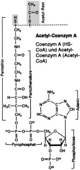 Acetyl Coenzym A Lexikon Der Biologie