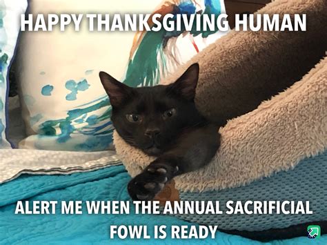 Happy Thanksgiving Cat Meme