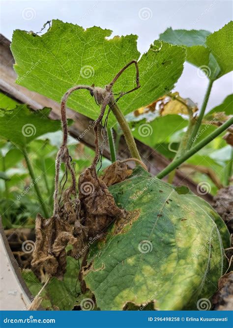 Pumpkin Plants with Brown Leaves that are Starting To Dry and Green