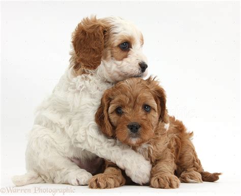 Dogs: Cute Cavapoo puppies hugging photo WP39175