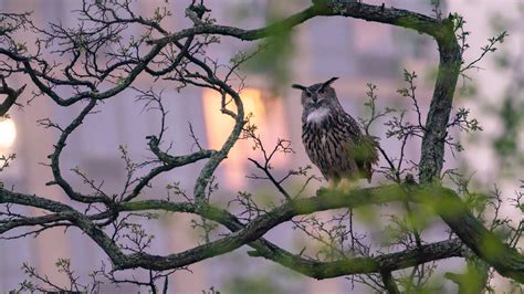 Opinion | What Flaco the Owl Can Teach Us About Risk - The New York Times