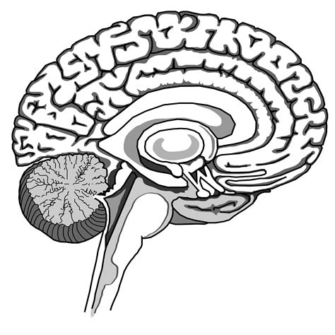 drawing of brain 8