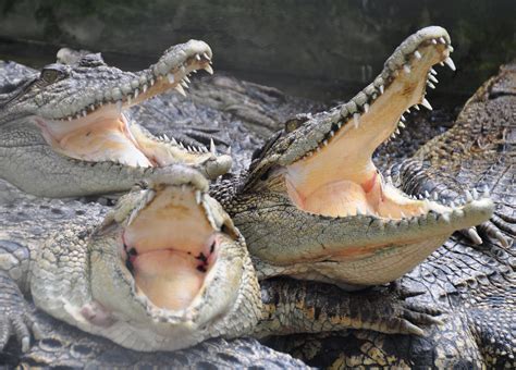 Alligator Classifieds: Are They REALLY Worth It? Image 11