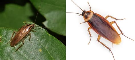 Small Roaches vs. Big Roaches | On Demand Pest Control