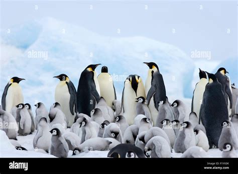 Emperor Penguin Aptenodytes Forsteri Adults And Chicks Ice Snow Hill Island Antarctica Stock