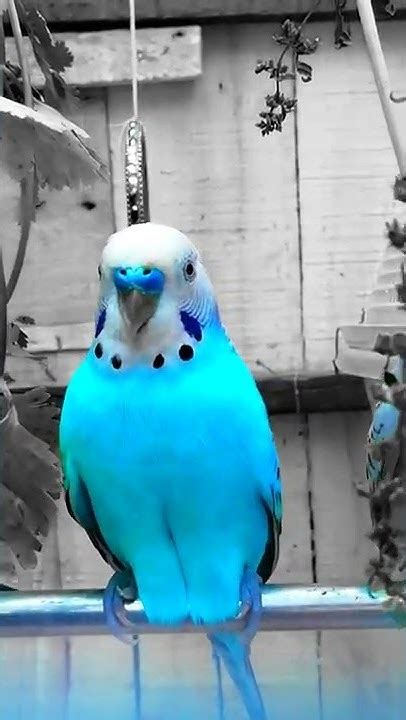 Singing Budgie Happy Song Most Beautiful Budgie Songs Ever Sounds