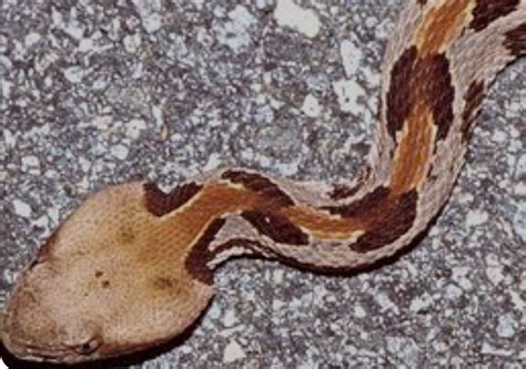 snakes wilkinson wildlife control