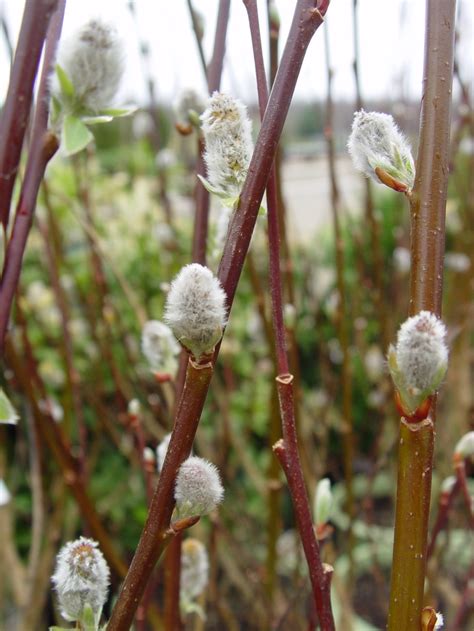 Salix Discolor Pussy Willow Garden Center Marketing