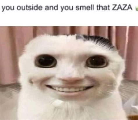 Goofy Cat Zaza Smile Silly Cats Pictures Cute Cats Stupid Cat