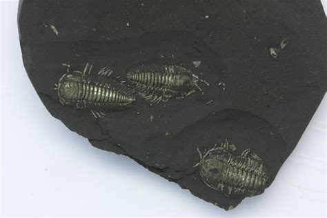 Pyritized Triarthrus Trilobites With Appendages New York 39085 For