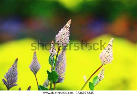 Showy Foxtailpink Pussy Tailslambs Tailspink Mulla Stock Photo